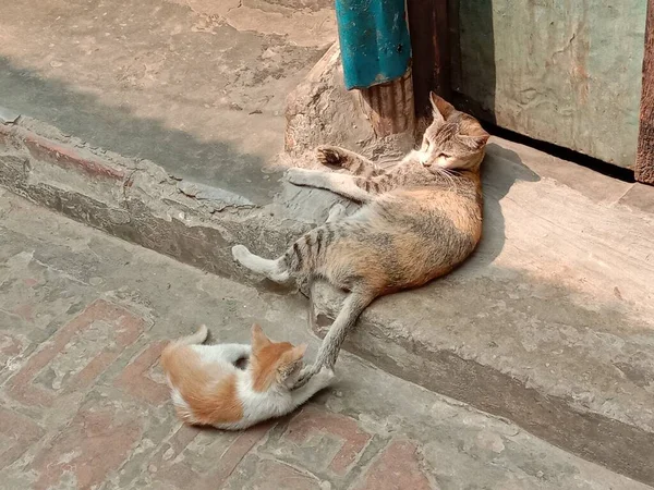 茶色と白のかわいい猫オン家のためのセキュリティ — ストック写真