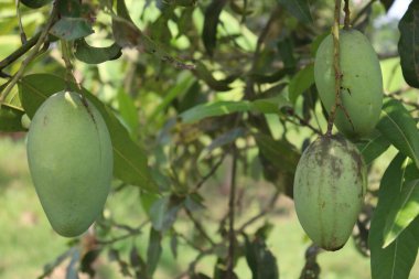 yeşil çiğ mango ağaçta hasat ve yemek için.