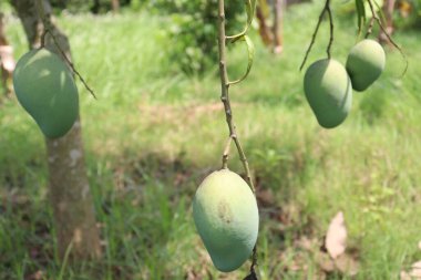 yeşil çiğ mango ağaçta hasat ve yemek için.