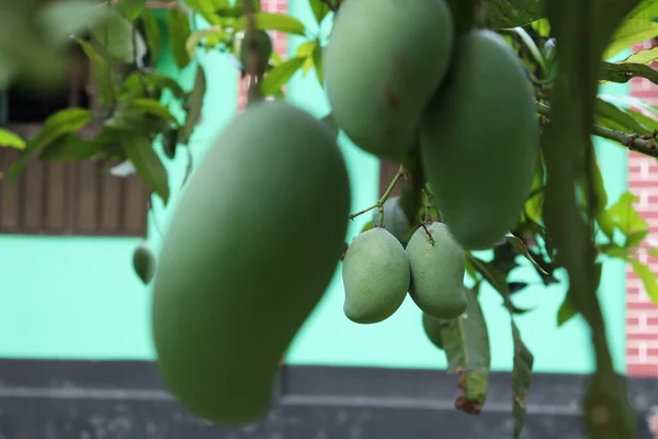 green raw mango on tree in the firm for harvest and eat