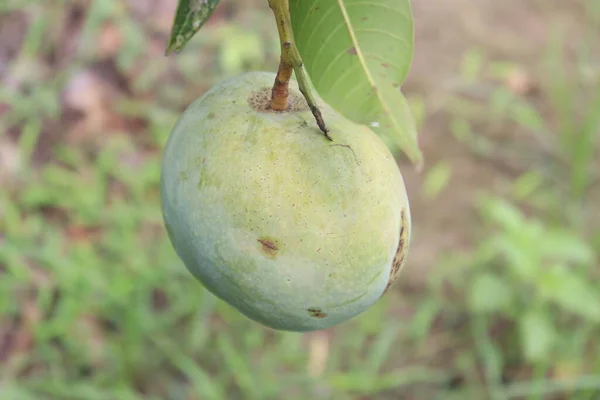 Zelené Syrové Mango Stromě Firmě Pro Sklizeň Jíst — Stock fotografie