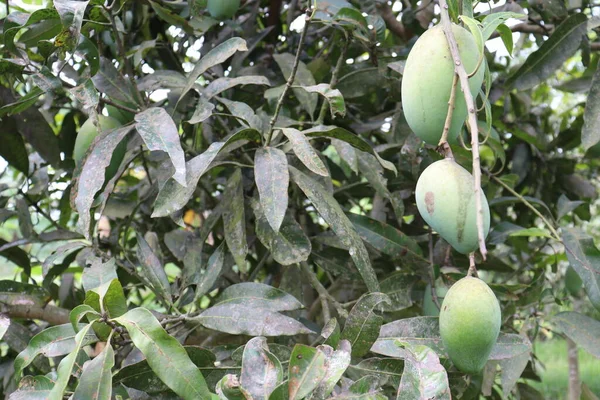 Groene Rauwe Mango Boom Het Bedrijf Voor Oogst Eten — Stockfoto