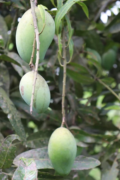 Zielone Surowe Mango Drzewie Firmie Zbioru Jedzenia — Zdjęcie stockowe