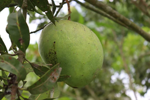Zielone Surowe Mango Drzewie Firmie Zbioru Jedzenia — Zdjęcie stockowe