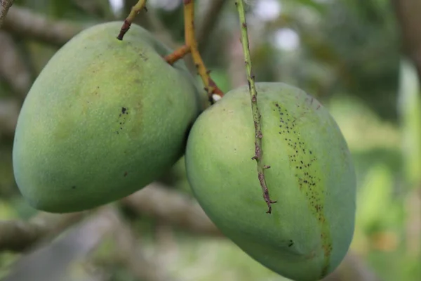 green raw mango on tree in the firm for harvest and eat