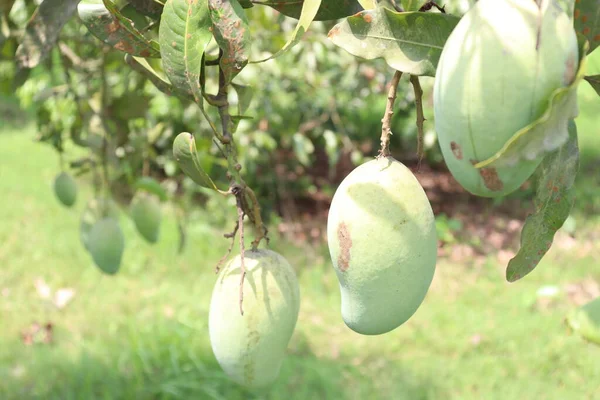 Groene Rauwe Mango Boom Het Bedrijf Voor Oogst Eten — Stockfoto