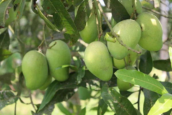 Zelené Syrové Mango Stromě Firmě Pro Sklizeň Jíst — Stock fotografie