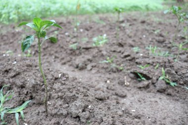 Hasat için yeşil kırmızı biber ağacı firması