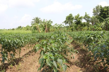 Hasat için yeşil kırmızı biber ağacı firması