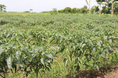 Hasat için yeşil kırmızı biber ağacı firması
