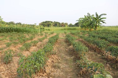 Hasat için yeşil kırmızı biber ağacı firması