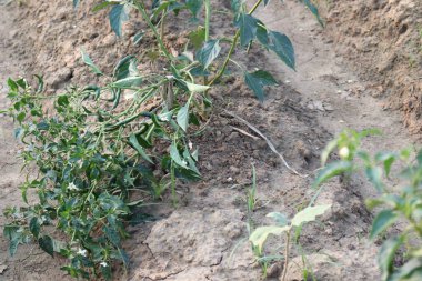 Şirkette hasat için ağaçta yeşil biber var.