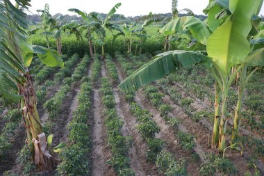 Hasat için yeşil kırmızı biber ağacı firması