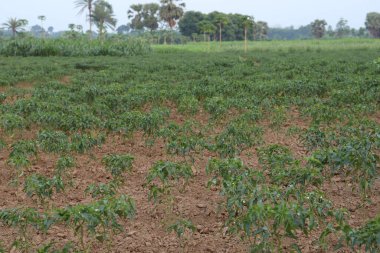 Hasat için yeşil kırmızı biber ağacı firması