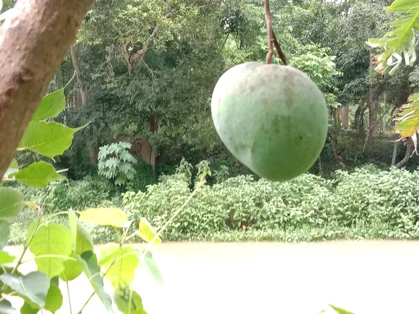green raw mango on tree in the firm for harvest and eat