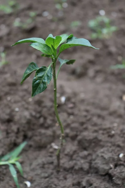 Зеленого Цвета Чили Фирмы Сбора Урожая — стоковое фото