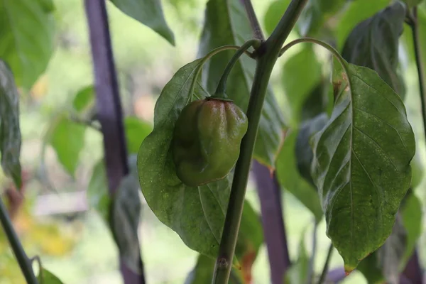 Grün Gefärbte Chili Auf Baum Der Firma Für Die Ernte — Stockfoto