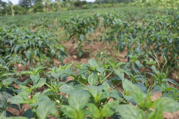 Chile Color Verde Firme Para Cosecha — Foto de Stock