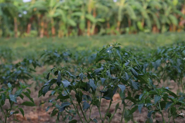 Verde Colorido Chili Árvore Firme Para Colheita — Fotografia de Stock