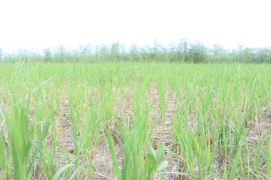 yeşil renkli çeltik tarlası hasat için