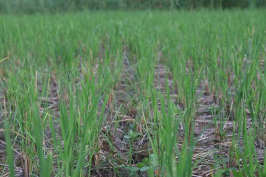 yeşil renkli çeltik tarlası hasat için