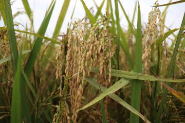 Olgun çeltik tarlasında hasat ve satış için