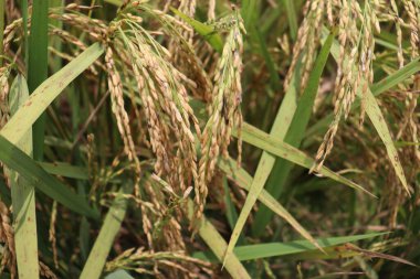 Olgun çeltik tarlasında hasat ve satış için