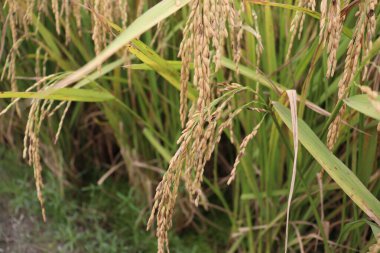 Olgun çeltik tarlasında hasat ve satış için