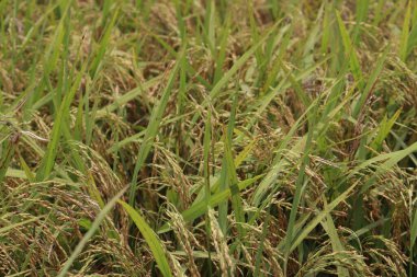 Olgun çeltik tarlasında hasat ve satış için