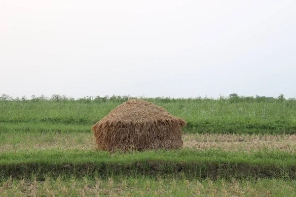 Trockener Reisbaumbestand Auf Bauernhof Zum Kuhessen — Stockfoto