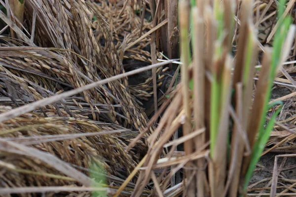 Kebun Sawah Matang Lapangan Untuk Panen Dan Menjual — Stok Foto