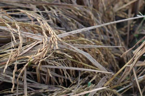 Kebun Sawah Matang Lapangan Untuk Panen Dan Menjual — Stok Foto