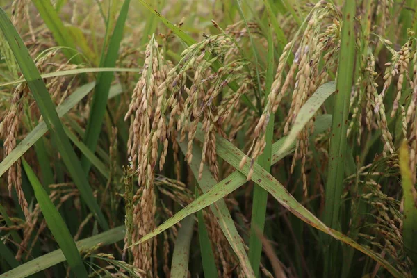 Kebun Sawah Matang Lapangan Untuk Panen Dan Menjual — Stok Foto