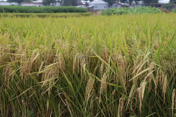 成熟的稻田在田里收割和出售 — 图库照片
