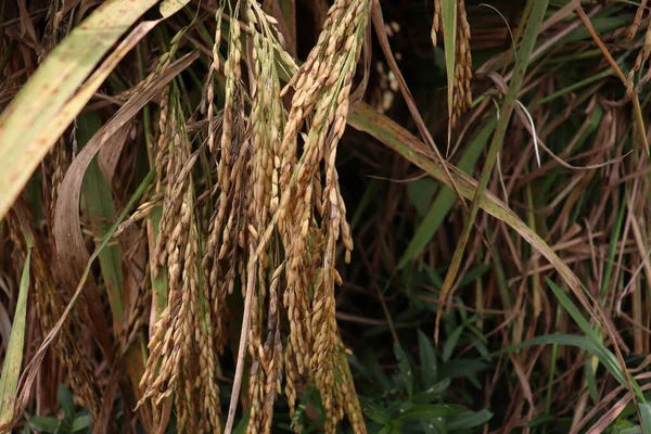 Paddy Farm Matura Sul Campo Raccolta Vendita — Foto Stock