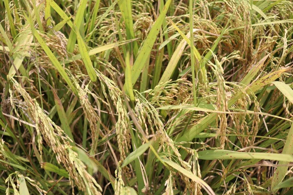 Paddy Farm Matura Sul Campo Raccolta Vendita — Foto Stock