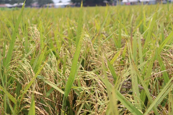 Granja Arroz Maduro Campo Para Cosecha Venta — Foto de Stock