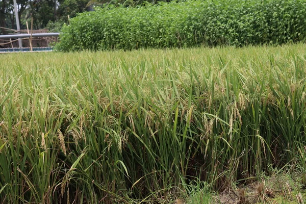 Granja Arroz Maduro Campo Para Cosecha Venta — Foto de Stock