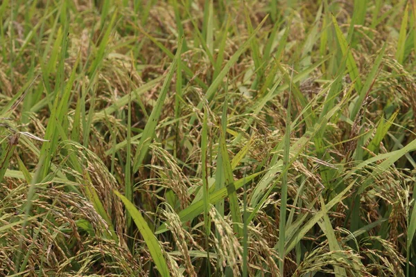 Paddy Farm Matura Sul Campo Raccolta Vendita — Foto Stock