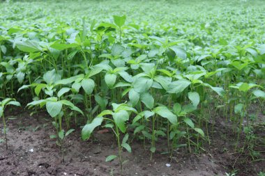 yeşil renkli kenevir tarlasında hasat ve satış için