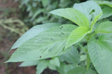 yeşil renkli kenevir tarlasında hasat ve satış için