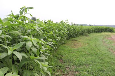 yeşil renkli kenevir tarlasında hasat ve satış için