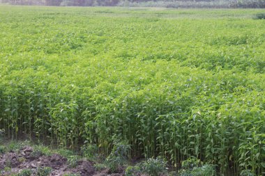 yeşil renkli kenevir tarlasında hasat ve satış için