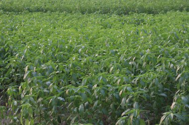 yeşil renkli kenevir tarlasında hasat ve satış için