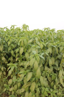 yeşil renkli kenevir tarlasında hasat ve satış için