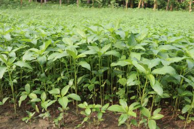 yeşil renkli kenevir tarlasında hasat ve satış için