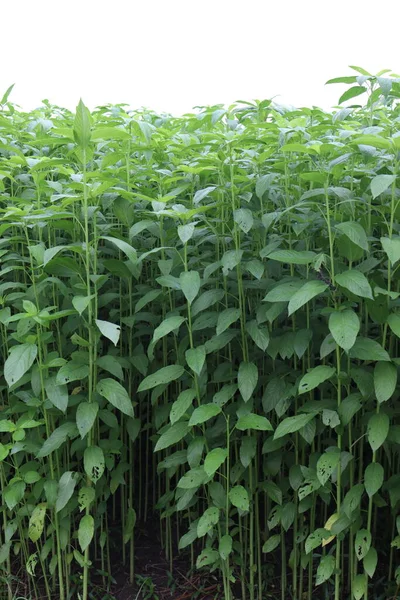 Fazenda Juta Cor Verde Campo Para Colheita Venda — Fotografia de Stock