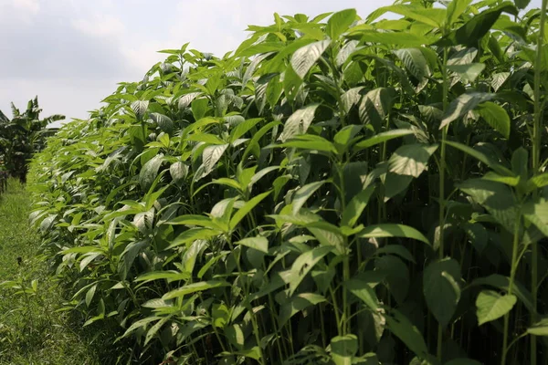 Fazenda Juta Cor Verde Campo Para Colheita Venda — Fotografia de Stock