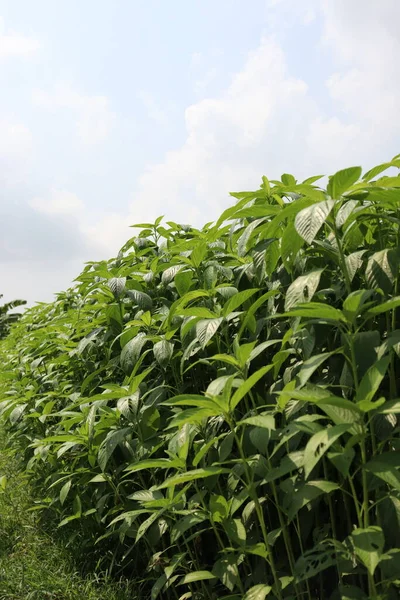 Fazenda Juta Cor Verde Campo Para Colheita Venda — Fotografia de Stock