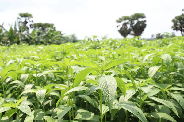 収穫と販売のために畑に緑の色付きのナツメヤシ — ストック写真